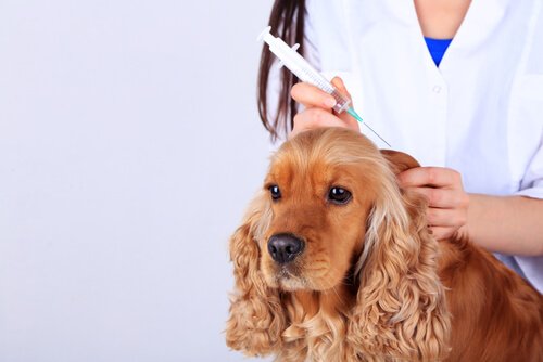 Präventivmedizin für Hund