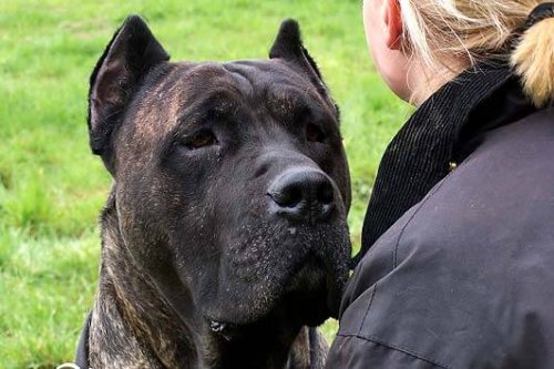 Eigenschaften des Dogo Canario.