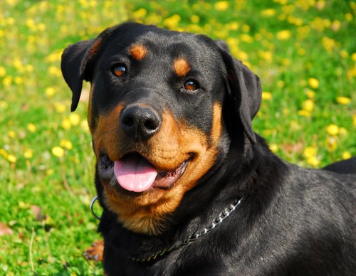 Rottweiler sind durch ihr mittellanges, schwarz-rotes Fell zu erkenen.