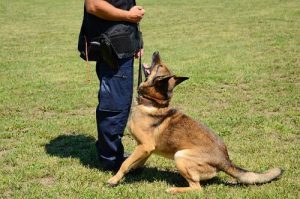 Schutzhunde für Frauen durchlaufen eine spezielle Ausbildung.