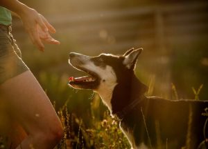 Schutzhunde für Frauen nach Misshandlungen