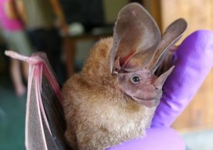 Die seltsamsten Tiere, die es gibt