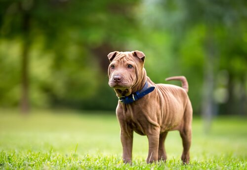 Der Shar Pei ist eine faltige Hunderasse