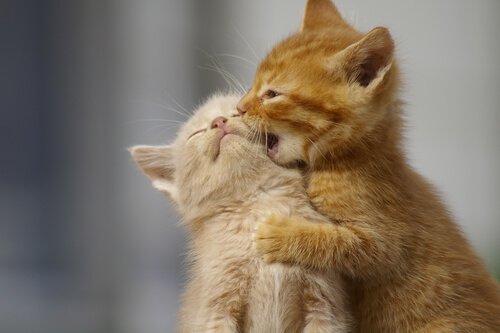 Sich um Kätzchen kümmern und sie retten