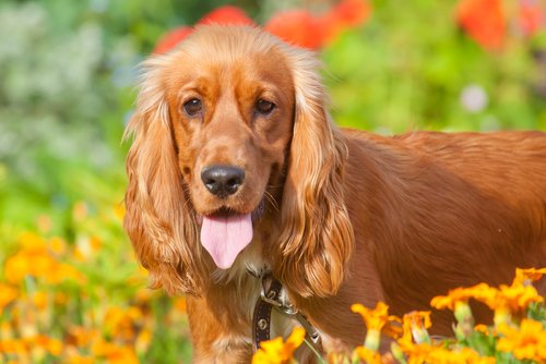 Cocker Spaniel mit großen Ohren