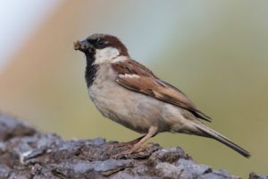 Spatz
