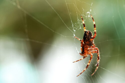 Die Spinne ist gut für das Ökosystem im Haus