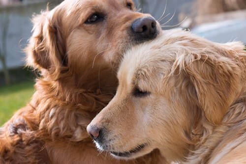 Spüren Hunde Liebe oder nicht?