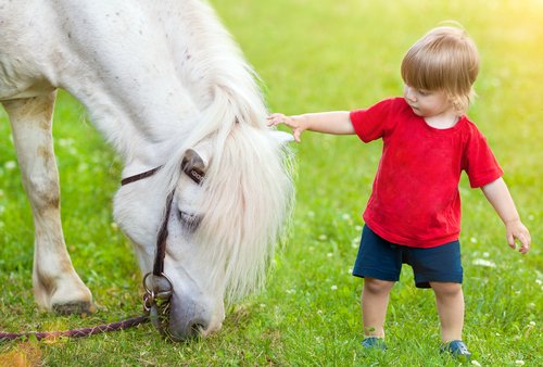 Spüren Pferde was wir fühlen und reagieren sie darauf?