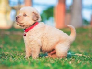 Staupe bei Hunden