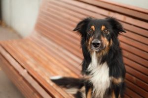 Ist das Kastrieren vorteilhaft für mein Haustier?