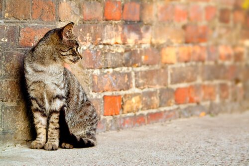 Streunenden Katzen kann geholfen werden