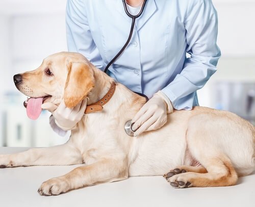 Wie man einen epileptischen Hund unterstützend pflegt Deine Tiere