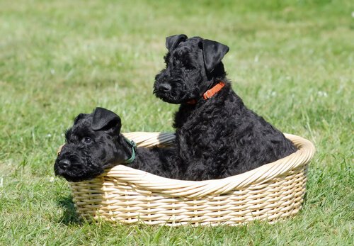Terry, einer der berühmtesten Hunde.