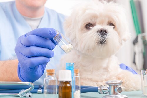 Die Toxizität von Ibuprofen bei Hunden