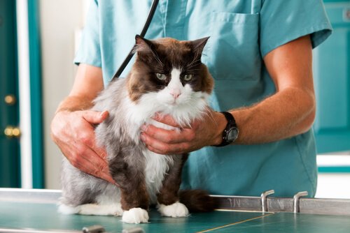 Toxoplasmose sollte durch den Tierarzt behandelt werden.