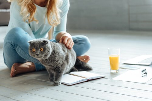 Toxoplasmose und das Zusammenleben mit Katzen