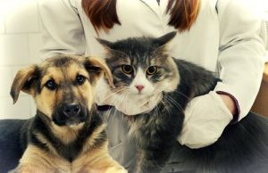 Hund und Katz beim Tierarztbesuch
