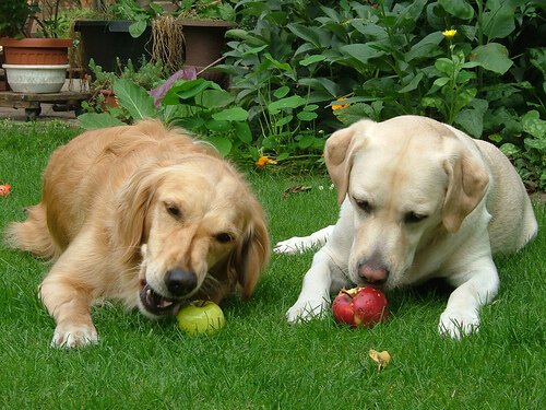 vegetarische Hunde knabbern an Äpfeln