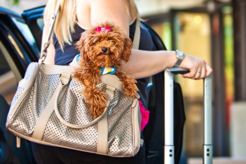 Verreisen mit dem Hund? Diese Apps sind nützlich