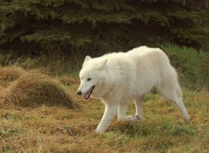Wolfrassen, die an verschiedenen Orten der Welt leben