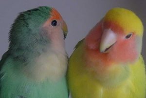Vögel als Haustiere besser in Pärchen halten