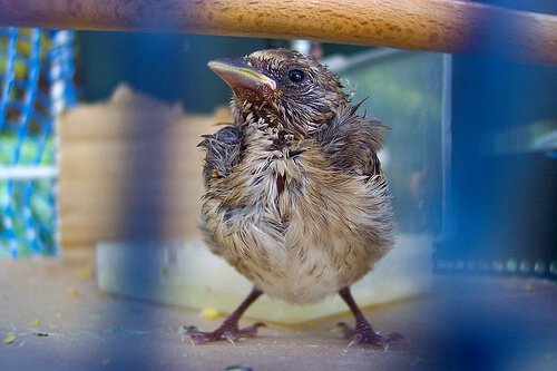 Man kann einem Vogelküken das Leben retten