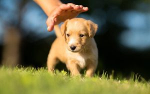 Wissenswertes vor der Adoption eines Hündchens