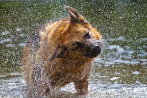 Warum dein Hund sich schüttelt