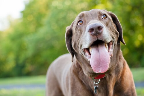 Hecheln bei Hunden - was du wissen solltest
