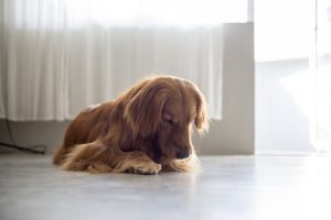 Warum leckt sich deine Hündin ihre Vulva?