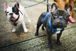 Was ist ein Rassehund?