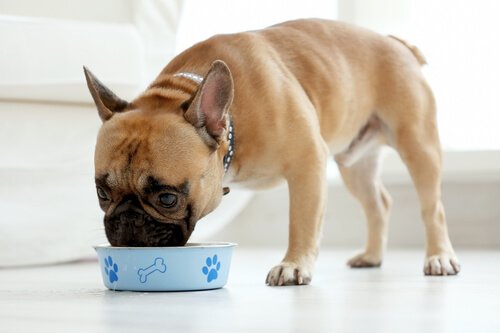 Was kostet Futter für Hund?