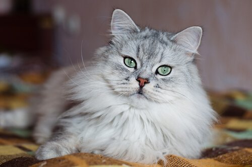 die teuersten Katzenrassen