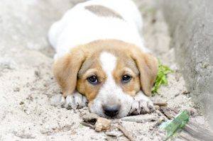 Planst du, einen Welpen zu adoptieren? Er ist kein Mensch!
