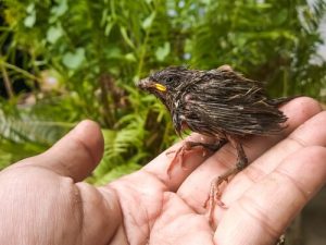 Wie man ein Vogelküken rettet und ernährt
