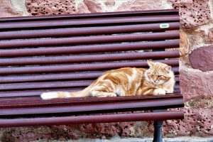 Wie hilft man streunenden Katzen?