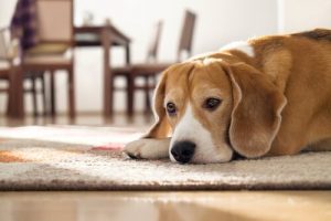 Wie lange kann ein Hund zu Hause allein bleiben?
