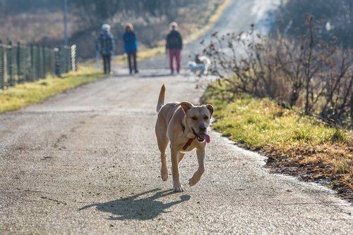 Wie lange muss ich einen verlorenen Hund suchen?