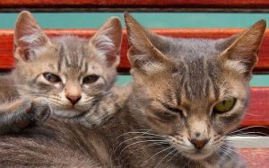 Wie lange leben Katzen?