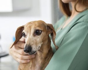 Wie man einen epileptischen Hund unterstützend pflegt