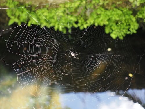 Wie stellt die Spinne eigentlich ihr Netz her?