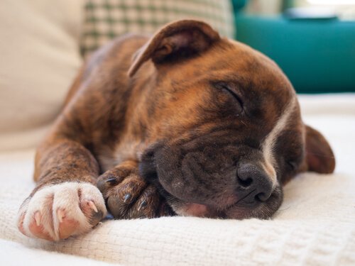 Wovon Hunde träumen und, sollte man sie aufwecken? Deine Tiere