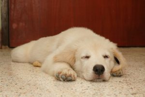 Wovon Hunde träumen und, sollte man sie aufwecken?