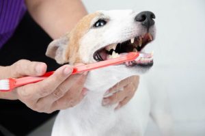 7 Tipps zur effektiven Zahnpflege bei Hunden