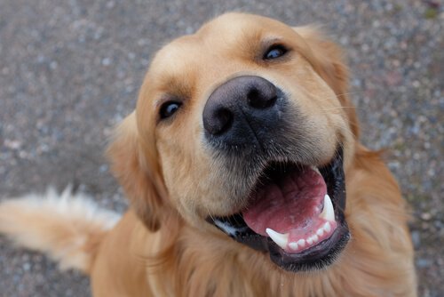 Zahnpflege bei Hunden, damit die Zähne der Fellnase immer so schön strahlen.