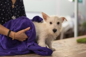 Wie man Zecken bei Hunden entfernt