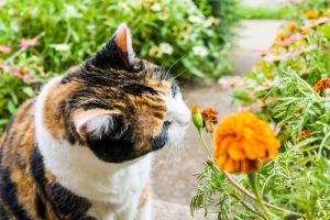 8 Gerüche, die Katzen anlocken