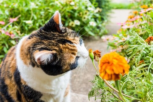 Kennenlernen katzen