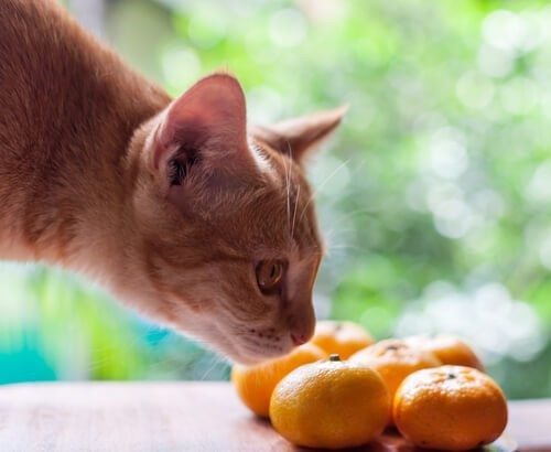 8 Gerüche, die Katzen anlocken - Katze riecht an Frucht